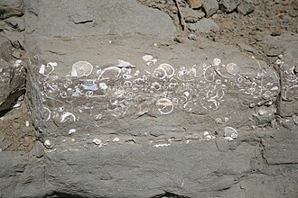 Fossil-rich layers in a sedimentary rock, Año Nuevo State Reserve, California