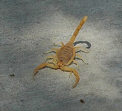 Arizona bark scorpion, one of the few species whose venom is deadly to humans