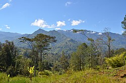 Low density trees emerging from grassland with mountains in the background with patchy forest cover