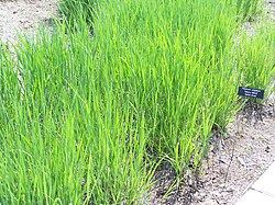 Panicum virgatum switchgrass, valuable in biofuel production, soil conservation, and carbon sequestration in soils