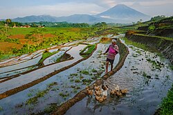 A farmer grazes his ducks in paddy fields, Central Java
