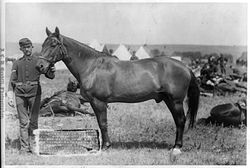 Comanche in 1887
