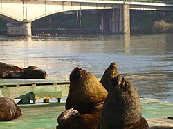 Pedro de Valdivia Bridge and the city's sea lion colony