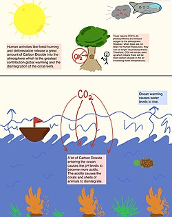 Human activities release large amounts of carbon dioxide, which then lead to ocean warming, harming marine life and coral reefs.