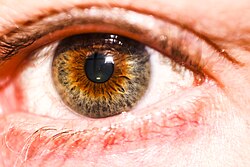 A mixed brown-green eye. In modern usage, hazel eyes can refer to a mixed brown-green eye color.