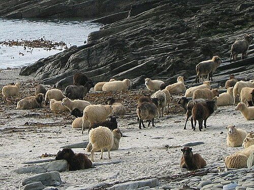 North Ronaldsay sheep on the beach in North Ronaldsay, Scotland. In the winter, these sheep eat seaweed, which has a higher δ13C content than grass; samples from these sheep have a δ13C value of about −13‰, which is much higher than for sheep that feed on grasses.[45]