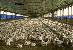 A commercial chicken house raising broiler pullets for meat