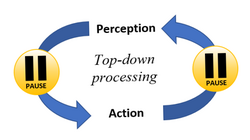 Top-down processing involves using action plans to make perceptual interpretations and vice versa. (This is impaired in schizophrenia.)
