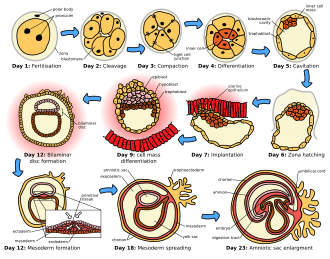 The initial stages of human embryogenesis