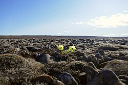 Arctic poppy in bloom within the Qausuittuq National Park on Bathurst Island (Nunavut, Canada)
