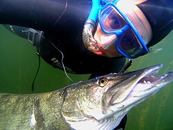 Freshwater pike catch in Finland