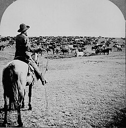 Cattle herd and cowboy, circa 1902