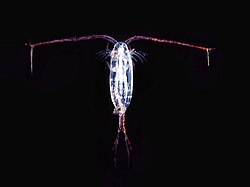 This copepod has its antenna spread (click to enlarge). The antenna detects the pressure wave of an approaching fish.