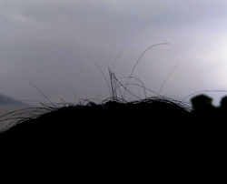 Small hairs standing up after a thunderstorm, as a result of the left-over weak static electricity