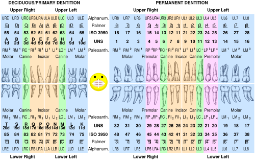 Comparison of alphanumeric notation, Palmer notation, ISO 3950 (FDI) notation, Universal Numbering System, and paleoanthropology notation