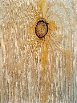 Wood knot in vertical section