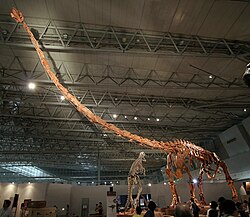 Skeleton of Mamenchisaurus sinocanadorum from the Middle-Late Jurassic of China