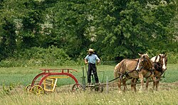 An Amish farmer raking hay in southeast Ohio