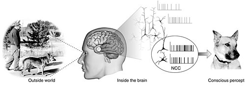 Schema of the neural processes underlying consciousness, from Christof Koch