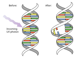 Ultraviolet photons harm the DNA molecules of living organisms in different ways. In one common damage event, adjacent thymine bases bond with each other, instead of across the "ladder". This "thymine dimer" makes a bulge, and the distorted DNA molecule does not function properly.