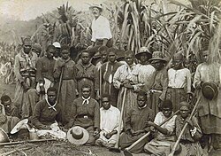 Kanaka workers in a sugar cane plantation, late 19th century