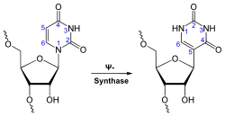 Uridine to pseudouridine is a common RNA modification.