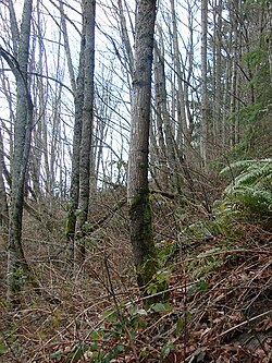 Trees showing the presence of creep