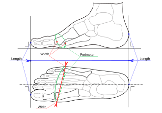 Measurement of foot length, width and perimeter (circumference) as defined in the Mondopoint standard