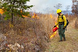 A wildland firefighter uses drip torch at Manassas National Battlefield Park. The helmet, yellow and green Nomex uniform, and pack are crucial pieces of gear for firefighters.