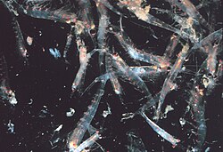 Swarming krill