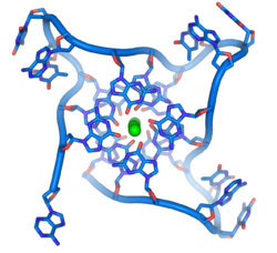DNA quadruplex formed by telomere repeats. The looped conformation of the DNA backbone is very different from the typical DNA helix. The green spheres in the center represent potassium ions.[62]