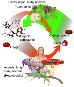 Overview of photosynthesis (green) and respiration (red)