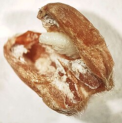 Pupa of the wheat weevil, Sitophilus granarius, inside a wheat kernel