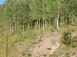 Curved tree trunks in an area of soil creep on Grand Mesa, Colorado, US