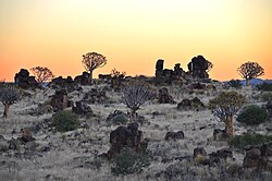 Dolerite rocks and Quiver trees near Keetmanshoop (Namibia)