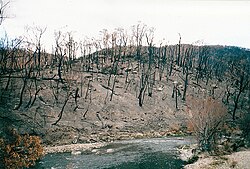 Intense bushfires can seriously impact the environment, such as here by the Big River, near Anglers Rest, East Gippsland, after the 2003 Victorian fires