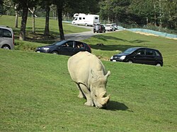 White rhinoceros at Pombia Safari Park, Italy