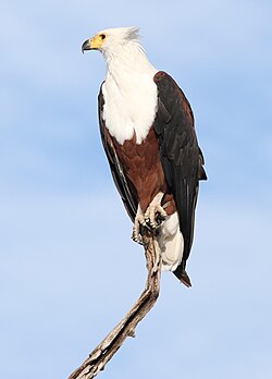 The official national animal of Zambia is the African fish eagle.