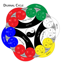 Chinese Five Elements Diurnal Cycle